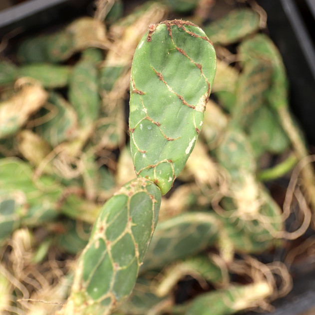 Opuntia tuna 'Cobra' [bare root]