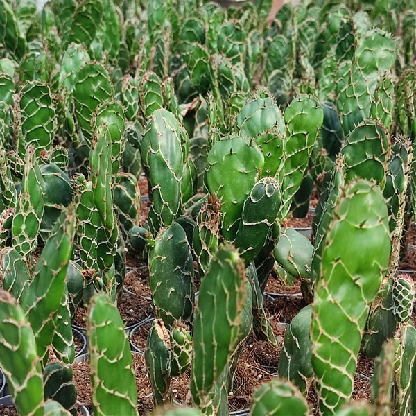 Opuntia tuna 'Cobra' [bare root]