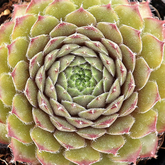 Sempervivum 'Seminole'