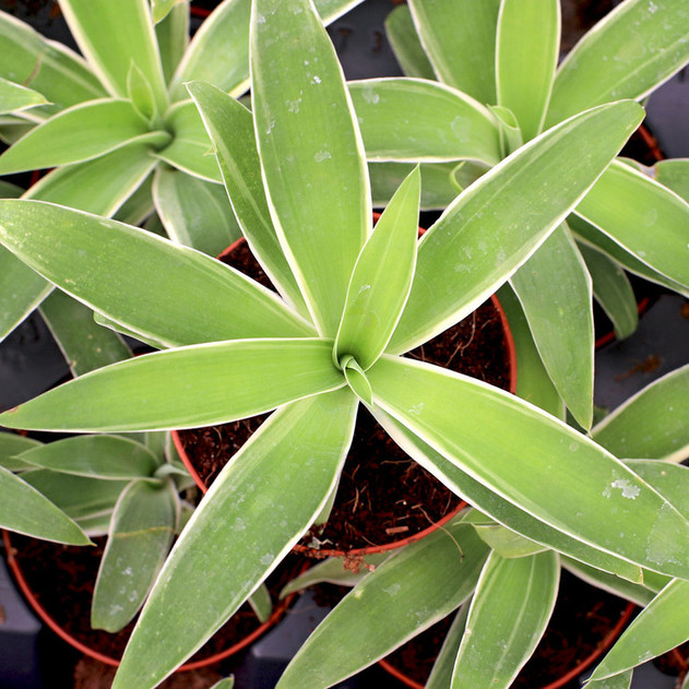 Agave 'Ray of Light' - Variegated Foxtail Agave [large]