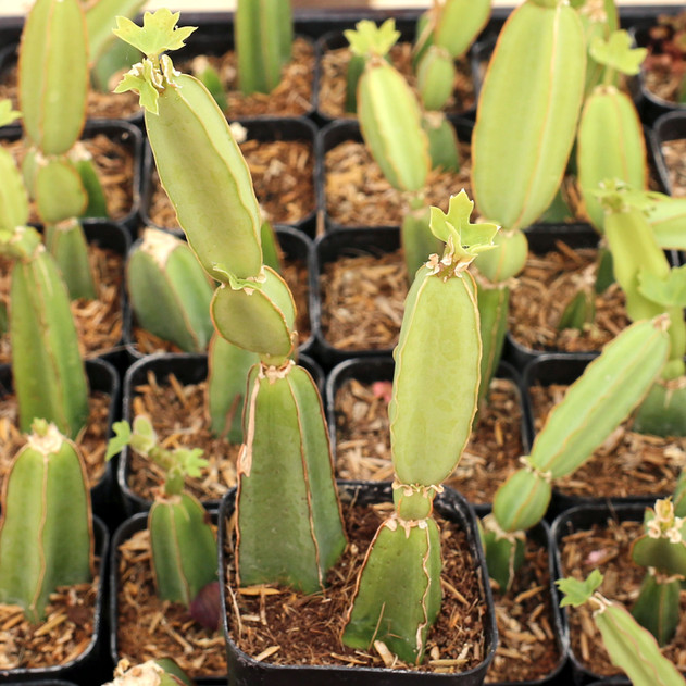 Cissus quadrangularis - Veldt Grape - August