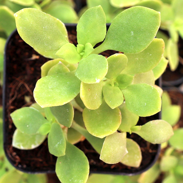 Sedum hultenii - August