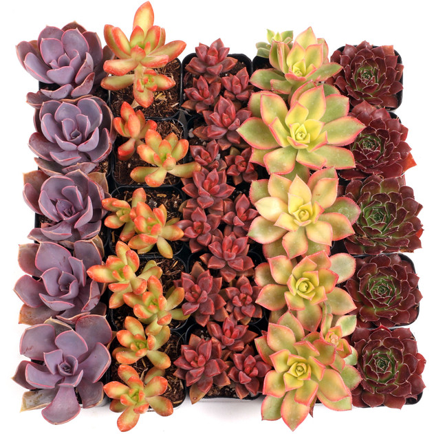 Nuthin' But Color Succulents Bulk 25-Pack (5 Varieties, 2" Pots) - Summer
