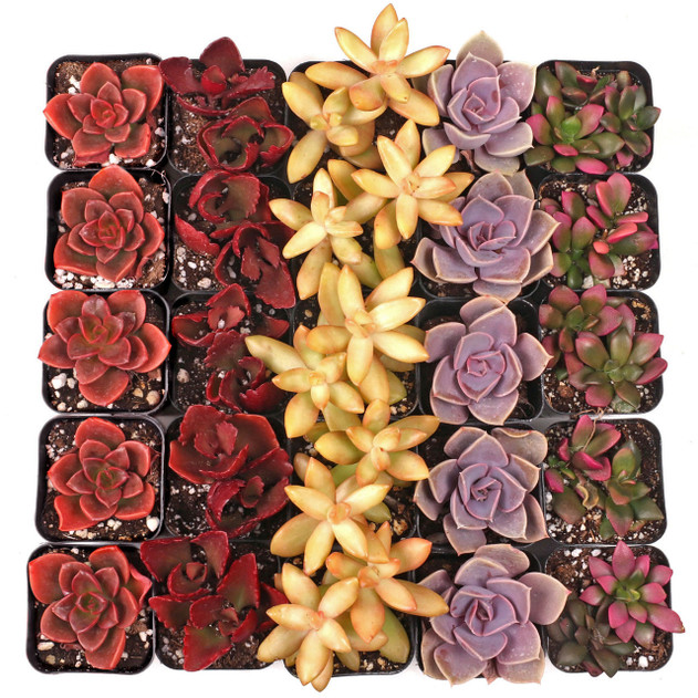 Nuthin' But Color Succulents Bulk 25-Pack (5 Varieties, 2" Pots)