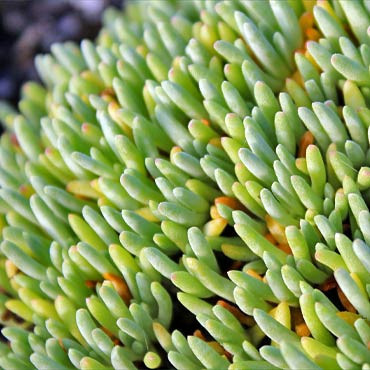 Delosperma sphalmanthoides - Tufted Ice Plant