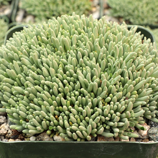 Delosperma sphalmanthoides - Tufted Ice Plant [large] - August