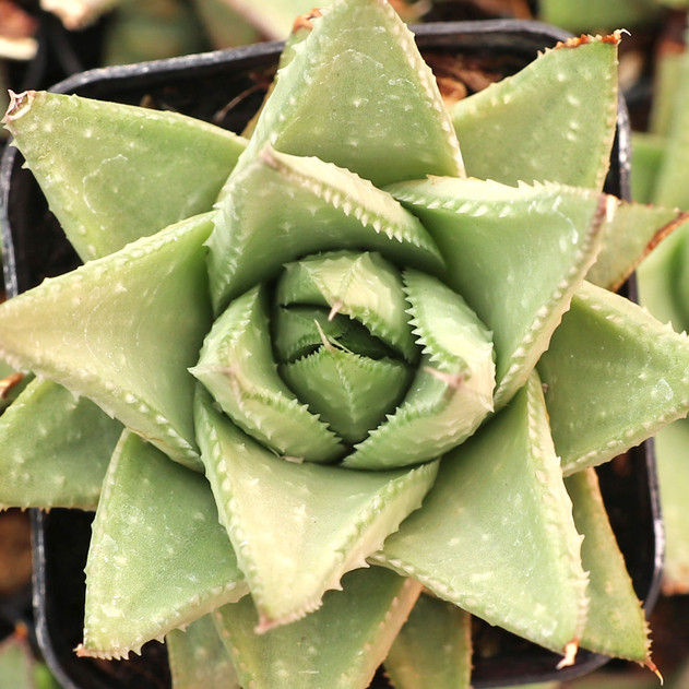 Gasteraloe 'Silver Swirls' - August