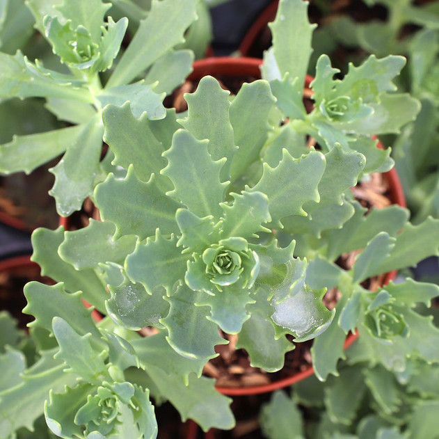 Sedum 'Thundercloud' [large] - May
