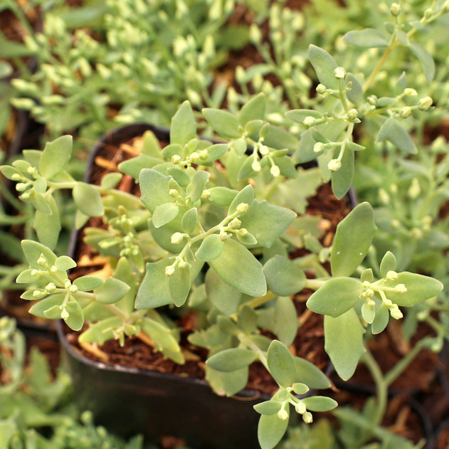 Sedum 'Thundercloud' - August