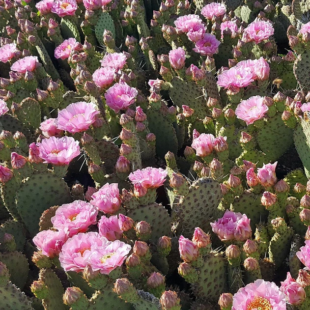 Opuntia utahensis hybrid 'Nel Pastel' - Bloom 2