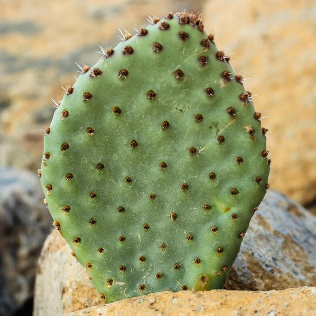 Opuntia utahensis hybrid 'Nel Pastel' - What You Receive
