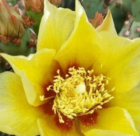 Opuntia 'Goldie Rita'