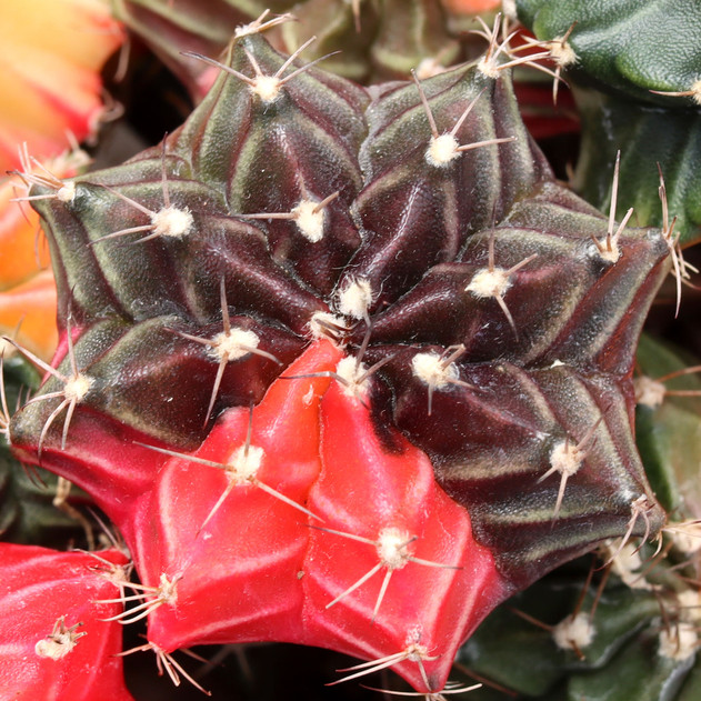 Gymnocalycium mihanovichii f. variegata - Variegated Moon Cactus [1.5-2"] [bare root]