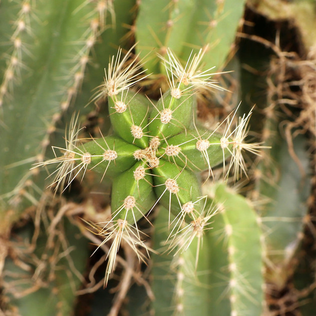 Polaskia chende [bare root] - May