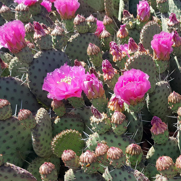 Opuntia utahensis hybrid ‘Sparkles’ - Bloom 2