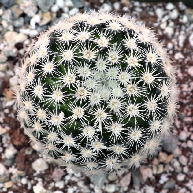Mammillaria schiedeana ssp. giselae [large]