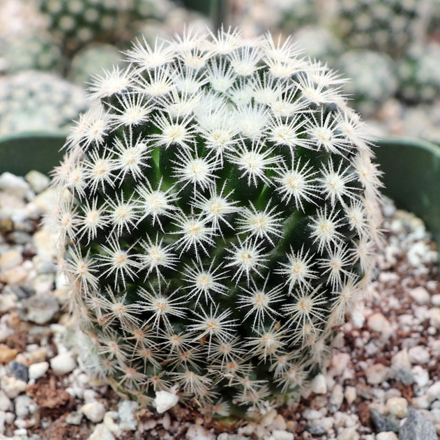 Mammillaria schiedeana ssp. giselae [large]