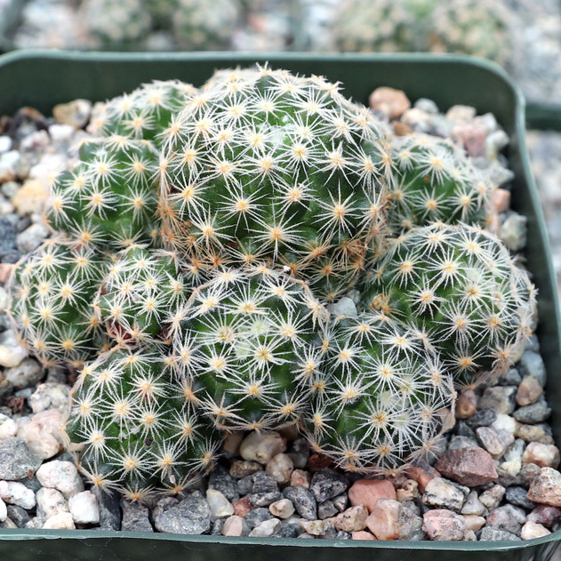 Mammillaria schiedeana ssp. giselae [large] - Cluster