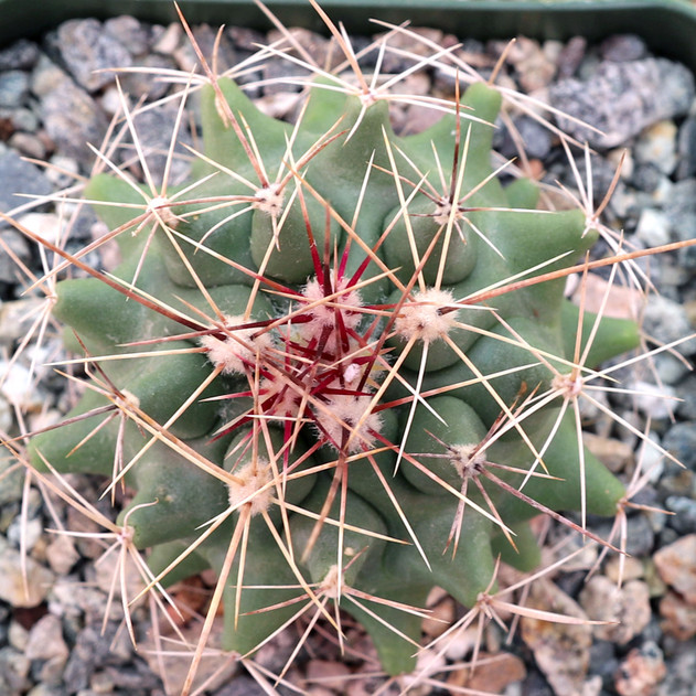 Thelocactus tulensis ssp. matudae [large]