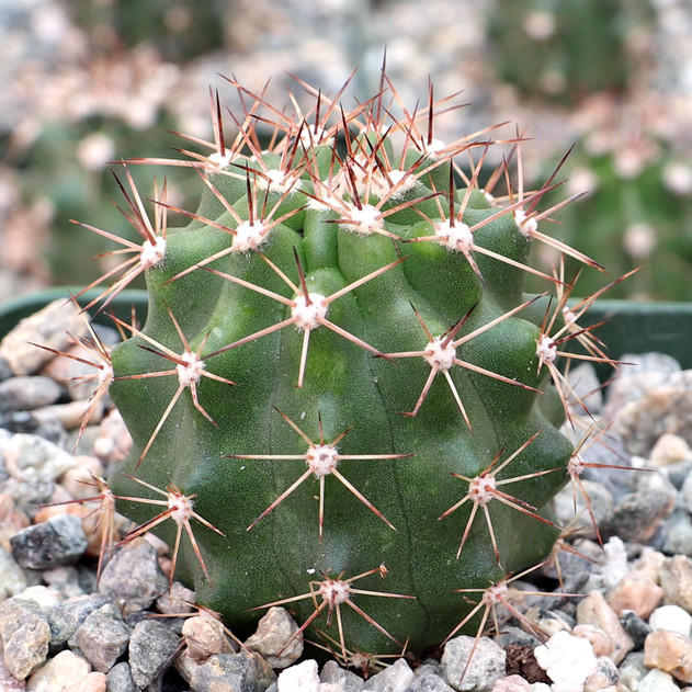 Echinocereus fendleri ssp. rectispinus