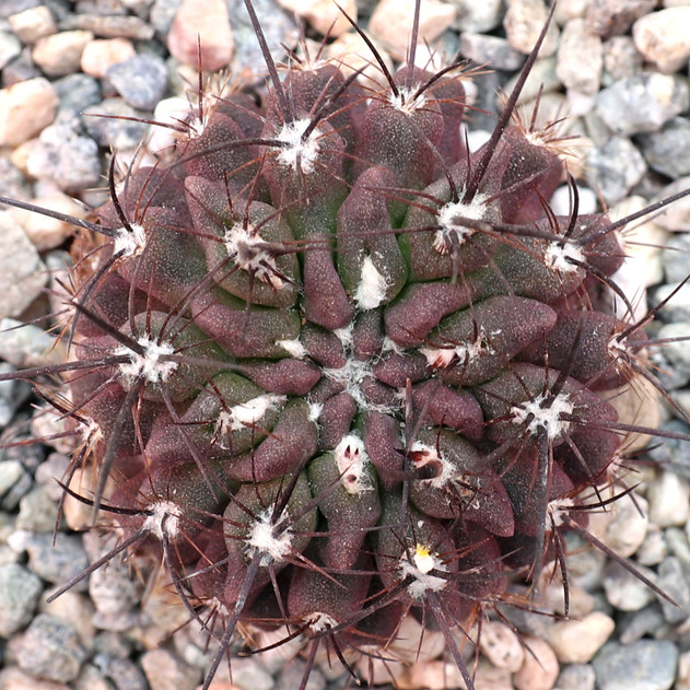 Eriosyce taltalensis f. pulchella [small]