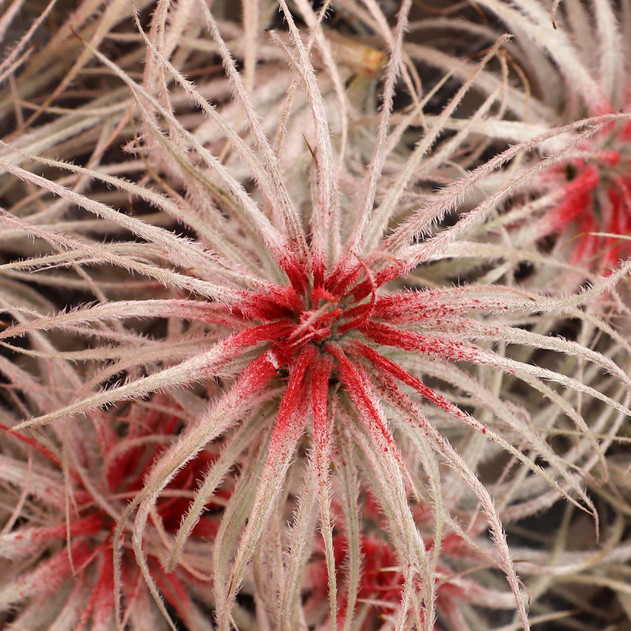Air Plant - Tillandsia tectorum (peppermint, enhanced) [3.0"]