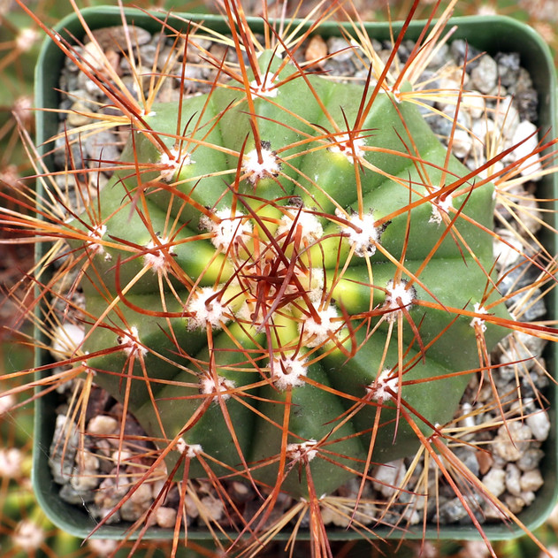 Melocactus oreas f. nova [large] - January