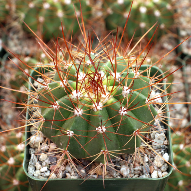 Melocactus oreas f. nova [large] - January