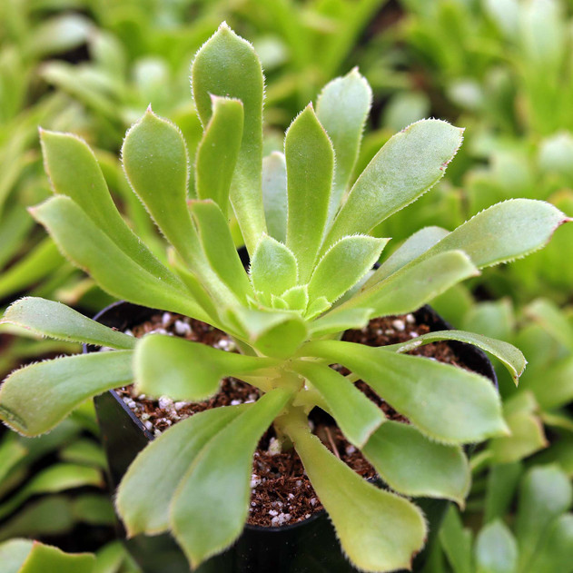 Aeonium x velutinum - January