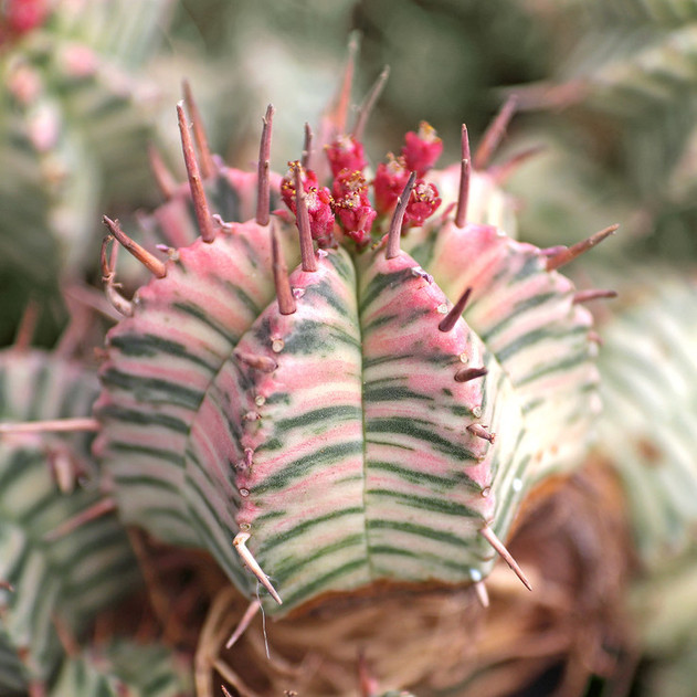 Euphorbia meloformis f. variegata [bare root]