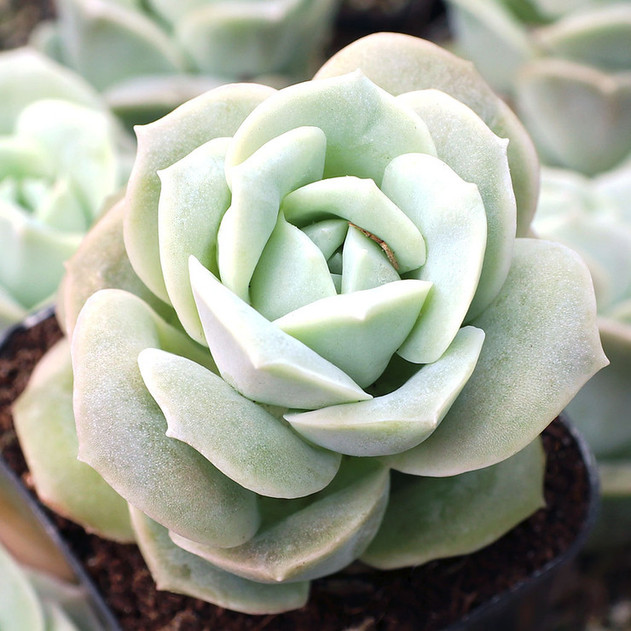 Graptoveria 'Lovely Rose' - August
