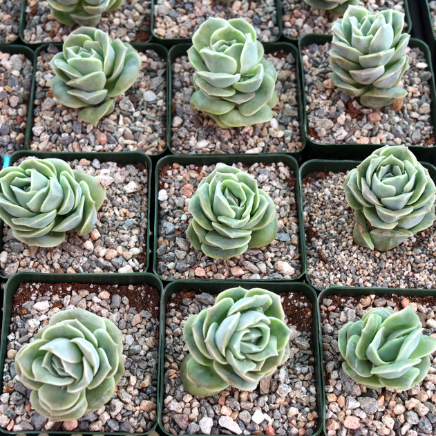 Graptoveria 'Lovely Rose' [large] - February