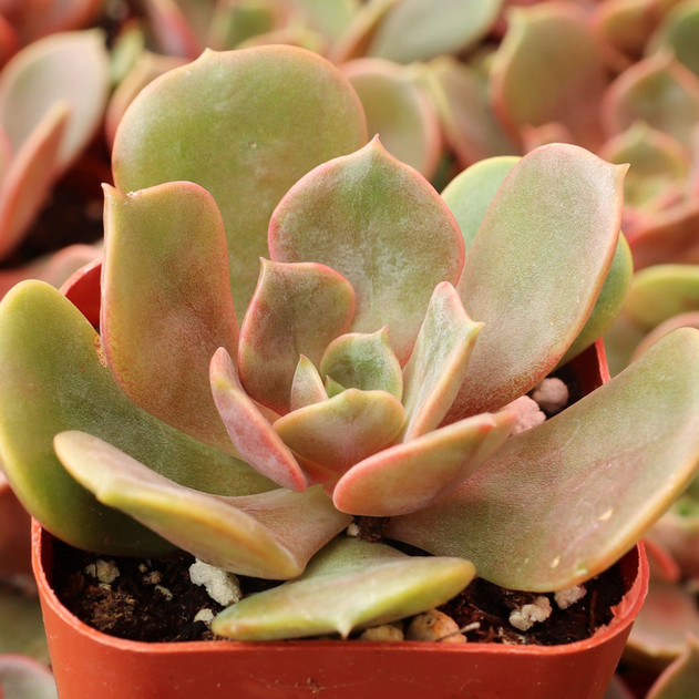 Echeveria 'Vampire Red Ball' - July