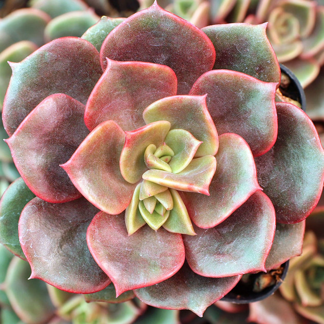 Echeveria 'Echeveria 'Vampire Red Ball''