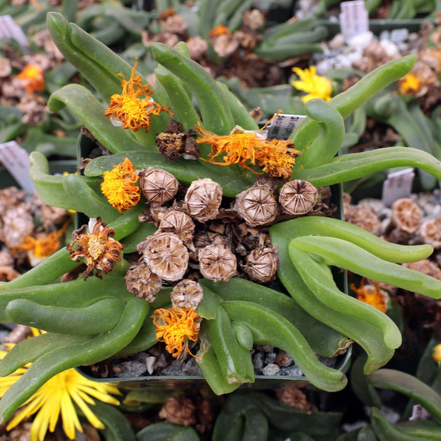Glottiphyllum depressum [large] [dry blooms] - March