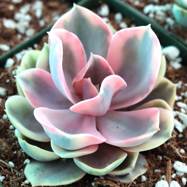 Echeveria 'Rainbow' [large] - February