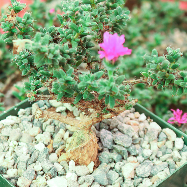 Trichodiadema bulbosum - African Bonsai [large] [caudex] - March
