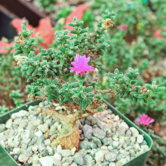 Trichodiadema bulbosum - African Bonsai [large] [caudex] - March