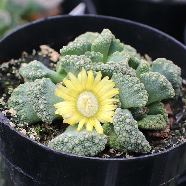 Titanopsis calcarea - Concrete Leaf Flower