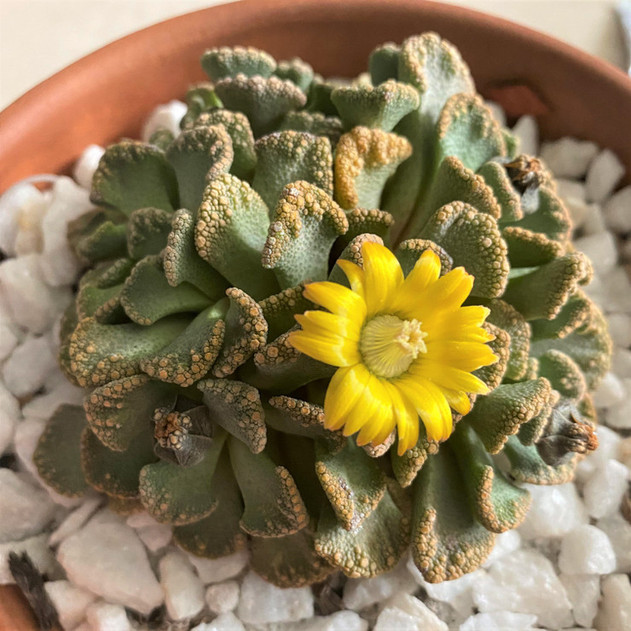 Titanopsis calcarea - Concrete Leaf (Photo by Reddit user Slothdragon)