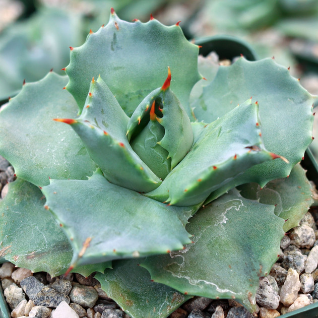 Agave isthmensis - Dwarf Butterfly Agave [large] - February