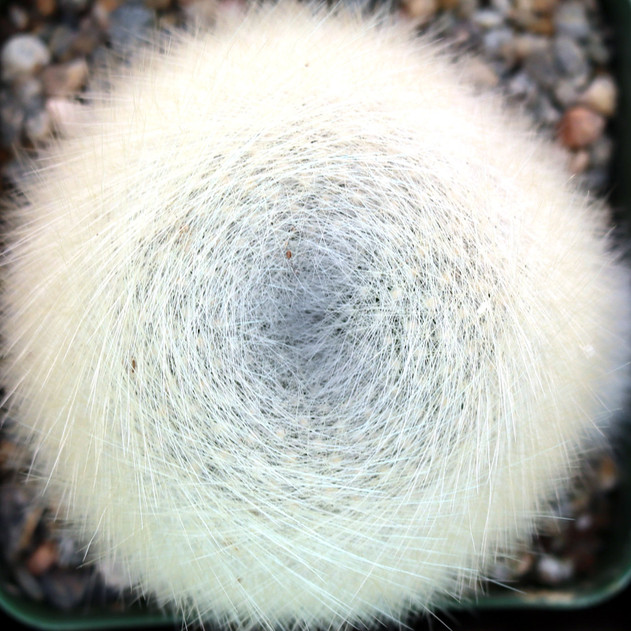 Rebutia fiebrigii var. albipilosa - White-haired Crown Cactus [large] - February