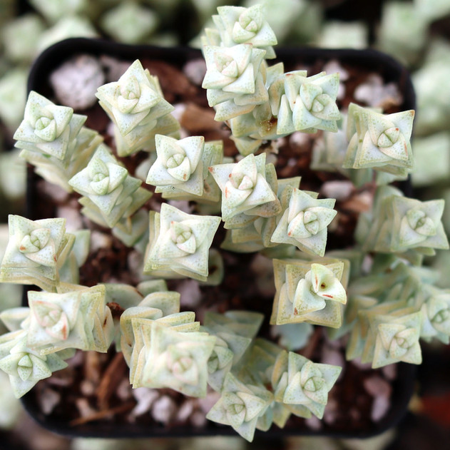 Crassula rupestris ssp. commutata 'Variegated Tom Thumb' - February