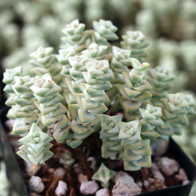 Crassula rupestris ssp. commutata 'Variegated Tom Thumb' - February