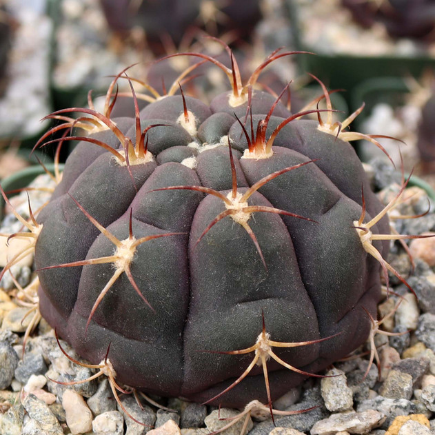 Gymnocalycium pflanzii var. albipulpa [large] - March
