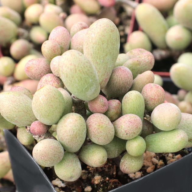 Tylecodon schaeferianus - Fairy Tale Plant