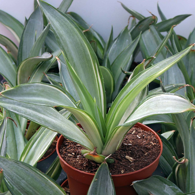 Agave demeesteriana 'Silver Star' [large] - March