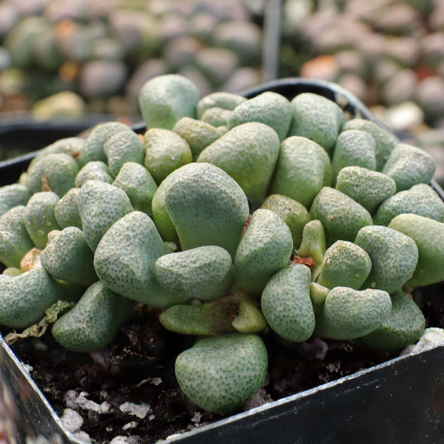 Aloinopsis schooneesii