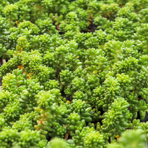 Sedum borschii (sport) [plug] - March