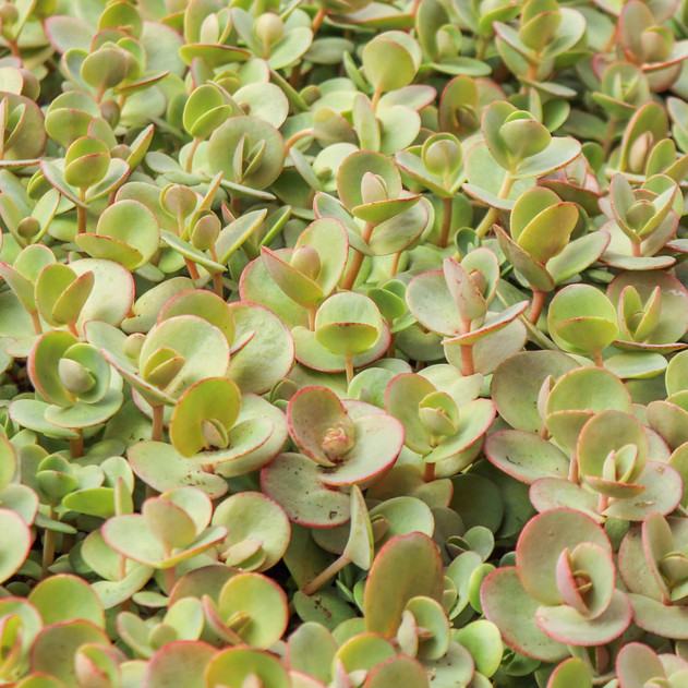 Sedum Sunsparkler® 'Lime Zinger' [plug] - March